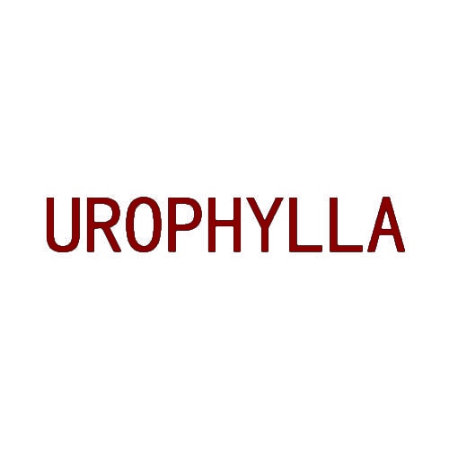 UROPHYLLA 